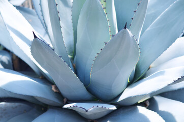 Close up of blue agave plant nature background texture
