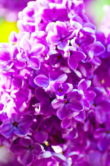 Fototapeta na wymiar Purple lilac flowers closeup in spring nature background