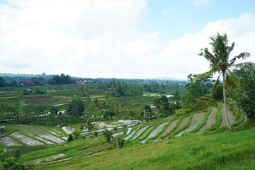 Fototapeta na wymiar Beautiful landscape of Jatiluwih Rice Terraces in Bali, Indonesia