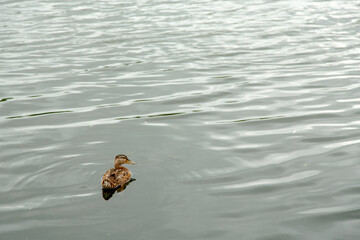 duckling floats on water