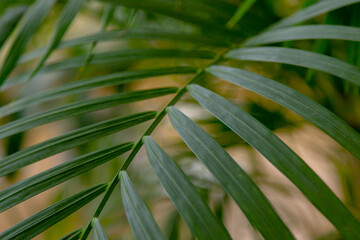 green palm leaf