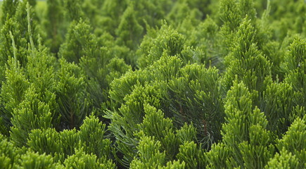 Green Pine Shoots cluster background II