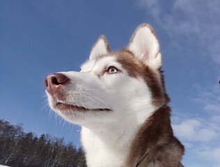 Red Siberian Husky Female Dog Head Looking Serious