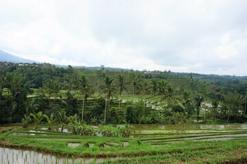 Obraz premium Beautiful landscape of Jatiluwih Rice Terraces in Bali, Indonesia