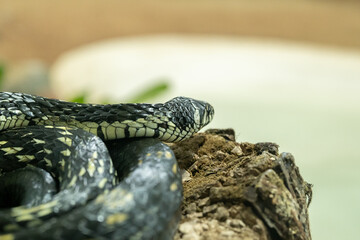 cobra, veneno, milho