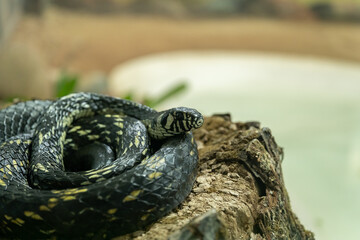 cobra, veneno, milho