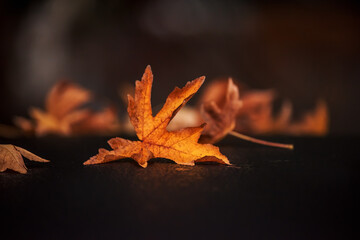 Yellow leaves on a black wet surface. An artistic photo with very soft selective focus.