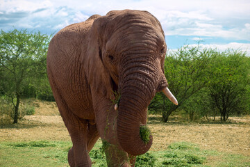 Fototapeta na wymiar African Bush Elephant in the grassland of Etosha National Park