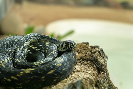 cobra, veneno, milho