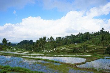 Beautiful landscape of Jatiluwih Rice Terraces in Bali, Indonesia