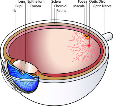 Human eye cross section with labels. Labels may be deleted.