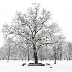 Snow-covered tree in a park in winter