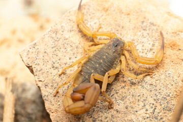 escorpião amarelo, brasil, brazil