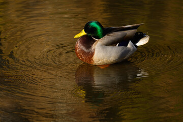 Mallard Drake and Reflection in the C&O Canal on an Autumn Afternoon