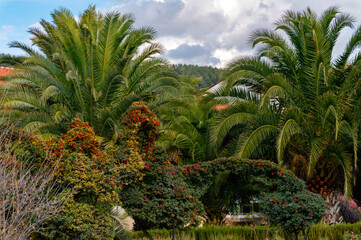 Fototapeta na wymiar Beautiful palm grove trees between lush green