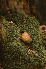 A small young boletus growing in the moss in a coniferous forest.