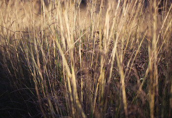 Obraz premium Close-up macro shot of dry grass with dew drops. Natural eco background. nature background. wallpaper grass