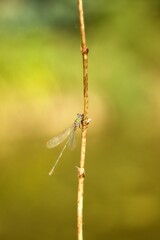 Dragonfly in the nature. Dragonfly in the nature habitat. Beautiful photo of dragonfly on blade, stem near to pond on sunny day
