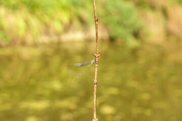 Dragonfly in the nature. Dragonfly in the nature habitat. Beautiful photo of dragonfly on blade, stem near to pond on sunny day