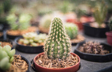 A Small Cactus Plant in a Pot, for Sale at the Flea Market in Pattaya, Thailand