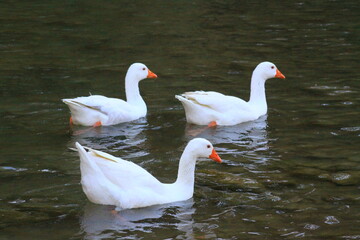 hermoso patos blancos bañandose en el rio y nadando