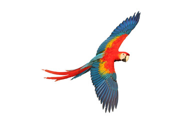 Macaw parrot flying isolated on white background