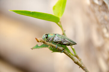 Buprestidae insect on tree with  natural background.