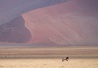 Oryx-Antilope vor einer großen Düne in der Namib Wüste,  Namib-Naukluft Nationalpark, Namibia