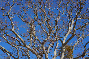 Fototapeta premium A giant tree of celtis that rises on the summit of Mt. Azuma