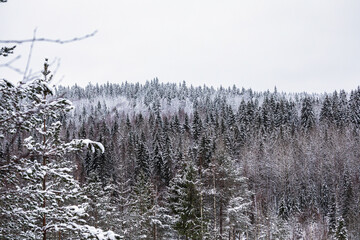 snow covered trees