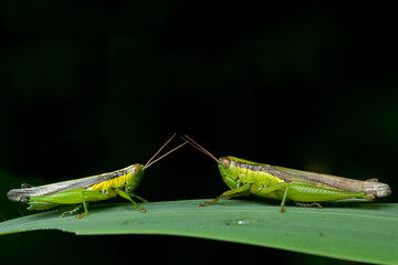 Grasshopper on the grass