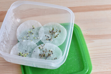Basil seed germination on wet cotton pad. Seedling preparation of basil. Spring. Harvest.	
