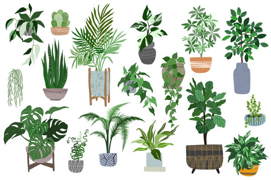 Big set of home plants in pots, scandi style