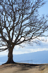 Fototapeta na wymiar A giant tree of celtis that rises on the summit of Mt. Azuma
