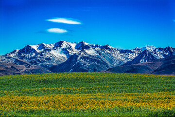Fototapeta na wymiar field of blooming sunflowers on the mountain with cloudy blue sky