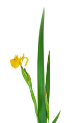 Yellow iris flower with bud isolated on a white background.