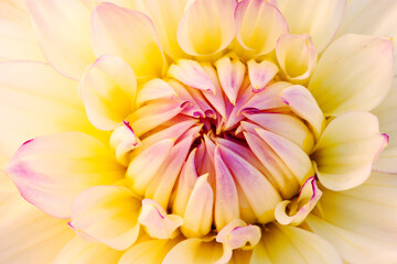 Close-up of a red and yellow dahlia showing its textures, patterns and details