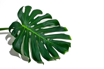 Monstera large green jungle leaf with shadow isolated on a white background.