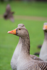 A close up shot of a duck in the park