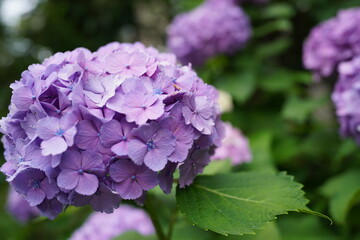 紫陽花