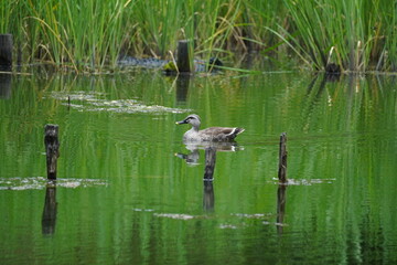 池を泳ぐカルガモ