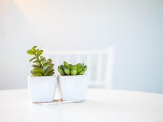 Cactus in a white pot on  white wooden table.