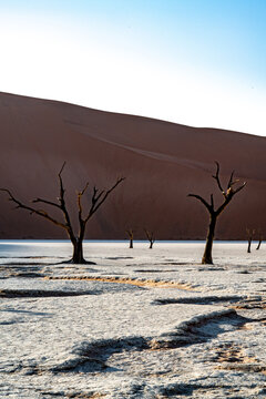 Vertrocknete und konservierte Bäume in einer ausgetrockneten Salzpfanne im Namib-Naukluft Nationalpark, Deadvlei, Namibia