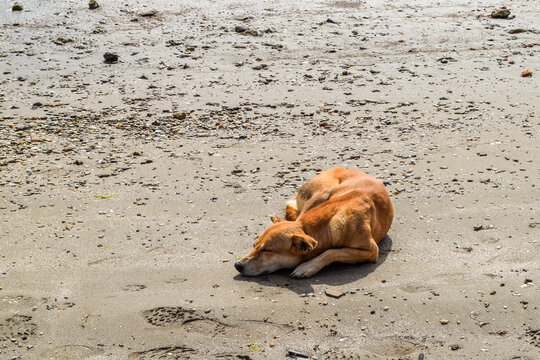 A caramel street dog sleeping on the sand.