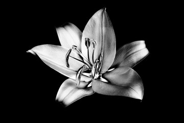 Fototapeta na wymiar One silver lily flower on black background isolated close up, beautiful black and white single lilly on dark backdrop, gray floral pattern, monochrome design element, illustration, vintage decoration
