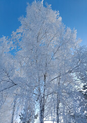 Snow-covered trees on frosty winter day in clear weather. The trees are covered with frost. Siberian landscape. Fairy snowy forest. Birch in the snow. Frosty day in the forest.