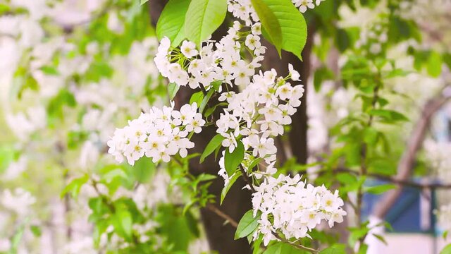 Tender white petals of bird cherry tree flowers at blooming season, Prunus padus blossom, floral branch on wind at springtime