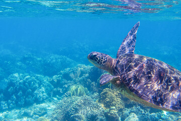 Fototapeta na wymiar Sea turtle in blue water, close up sea photo. Cute sea turtle in blue water of tropical sea. Green turtle underwater photo. Wild marine animal in natural environment. Endangered species of coral reef.