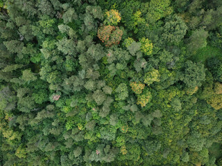 Forest, Park, Drone Aerial View from the Top. Green Trees