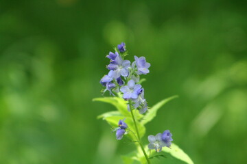 紫色の可愛い花 アップ撮影